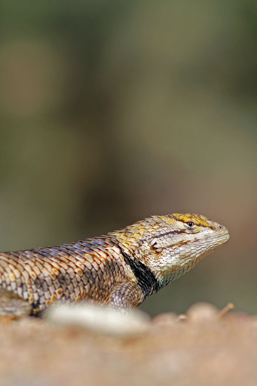 Stachelleguan - Desert Spiny Lizard (Sceloporus magister).jpg