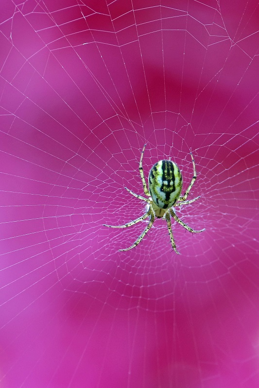 the-spider-and-the-peony.jpg