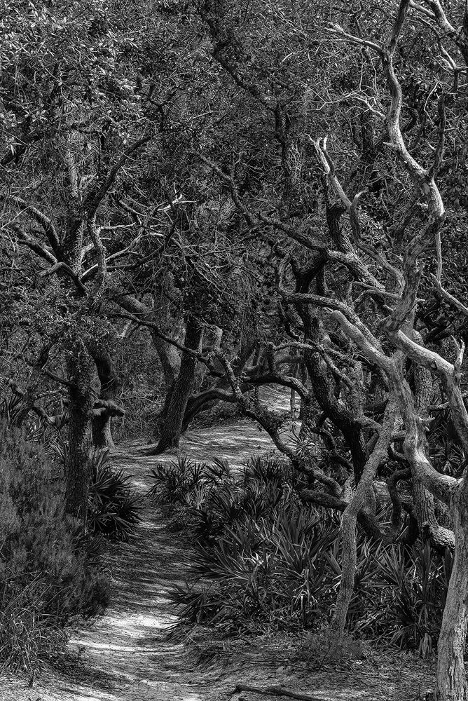 The-Trail-to-Grandma's-House,-So-Said-the-Nice-Fox.jpg