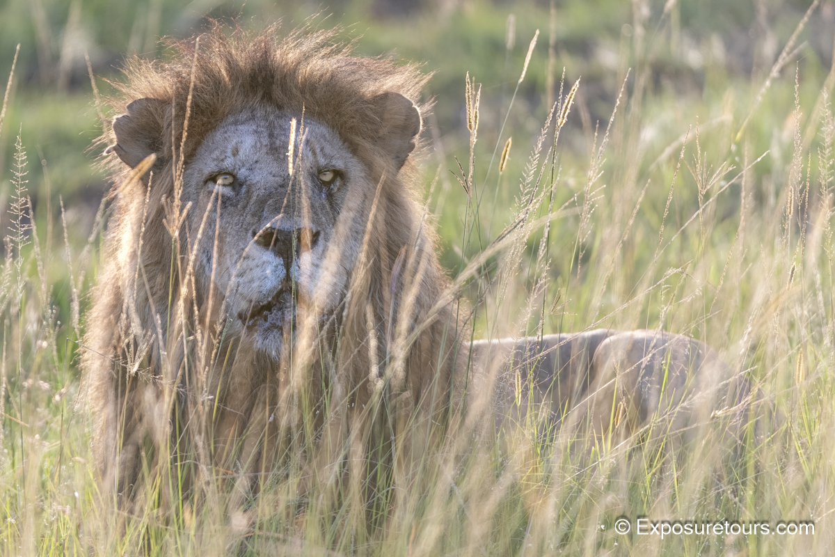 through the grass et.jpg