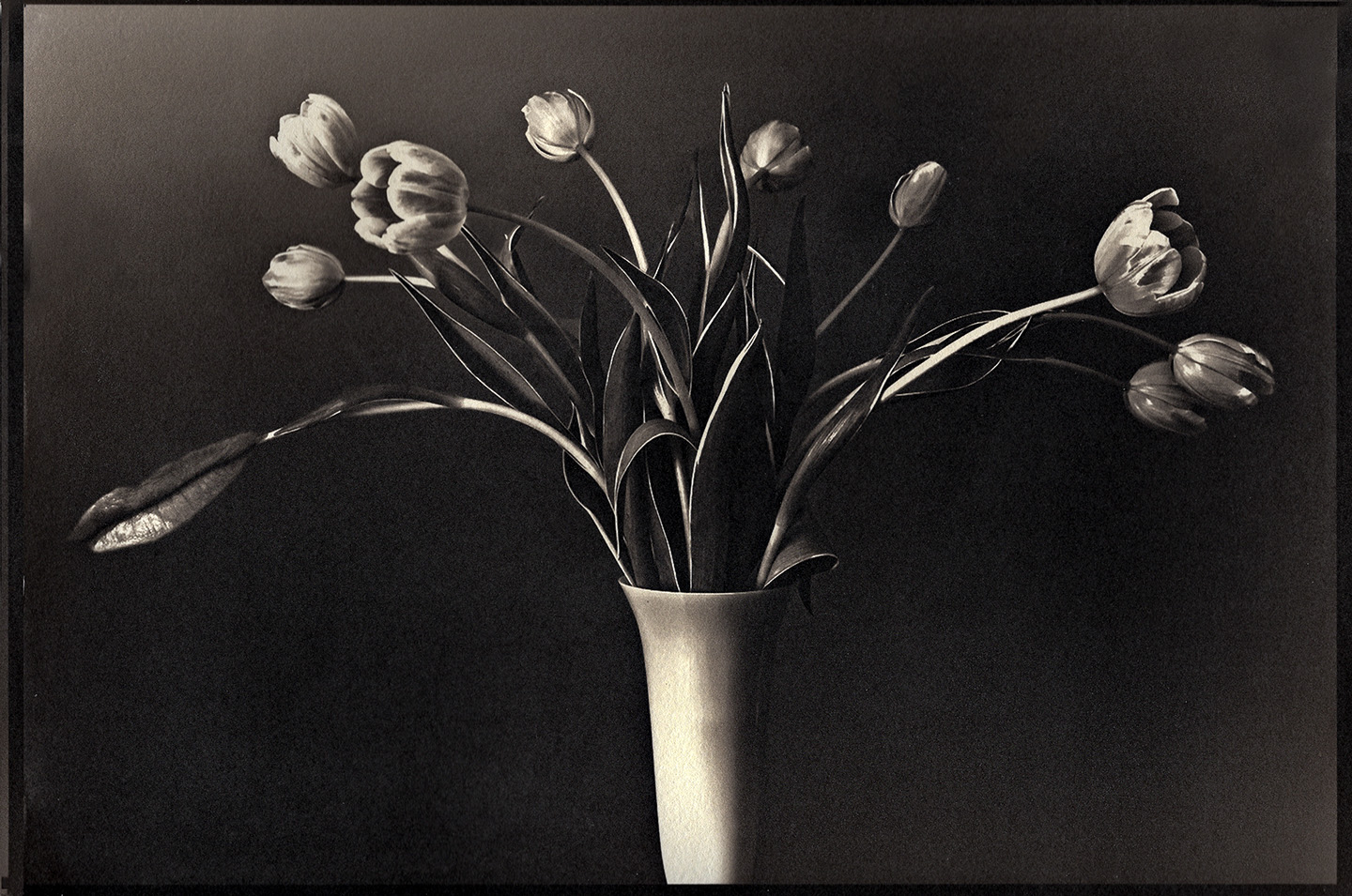 tulips number 3 4 alt copy.jpg