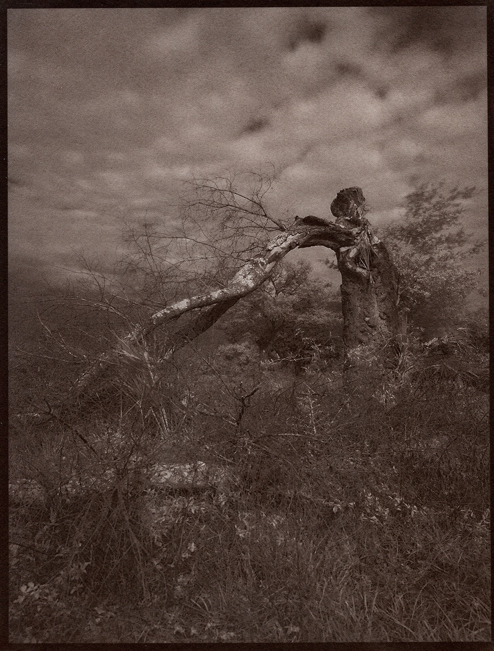 tyndall IR tree copy.jpg