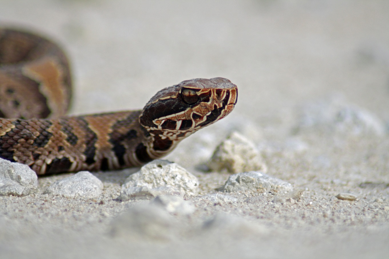 Wassermokassin - Cottonmouth (Agkistrodon piscivorus conanti).jpg