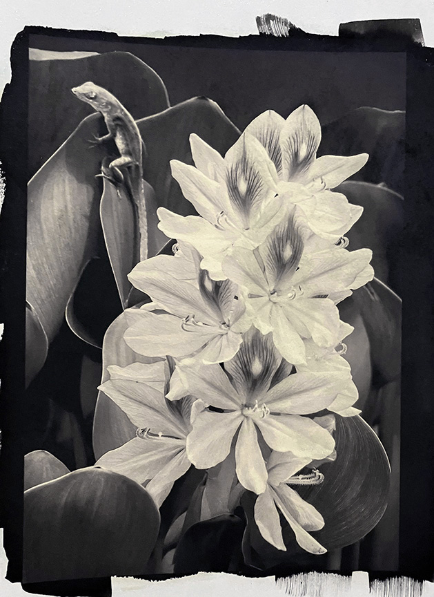 water hyacinth gum.jpg