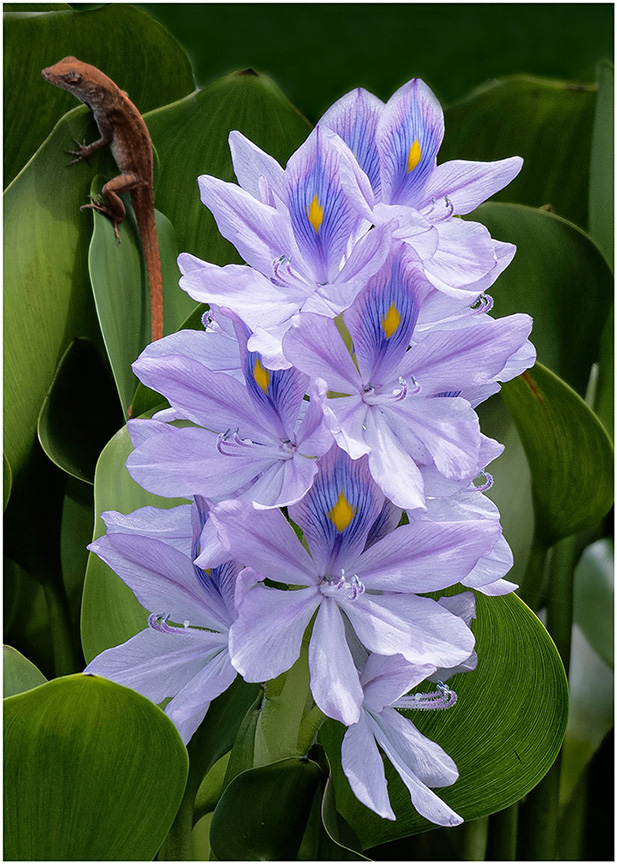 Water-Hyacinth.jpg