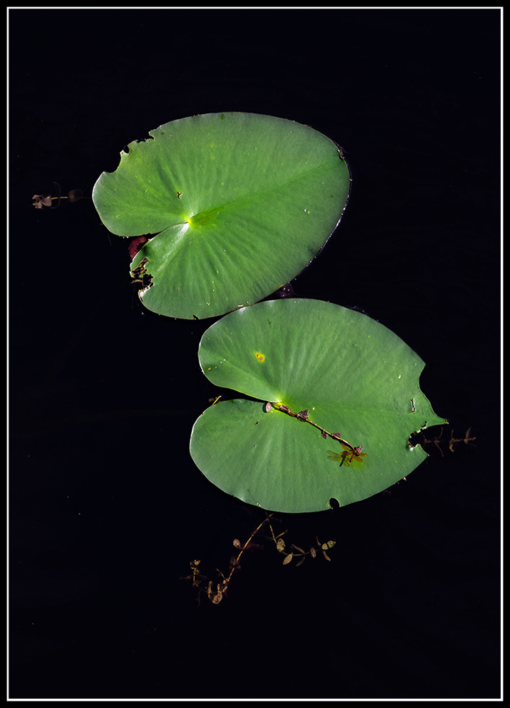 water-lily-edit b.jpg