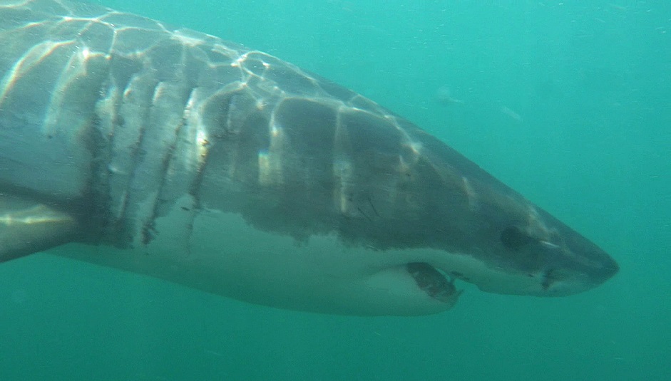 Weißer Hai - Great white shark (Carcharodon carcharias)1.jpg