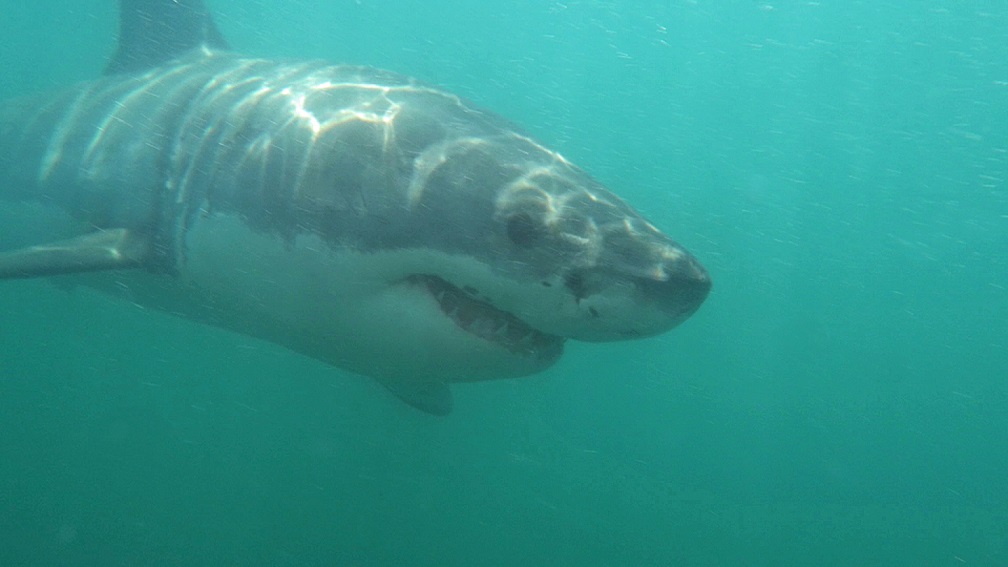 Weißer Hai - Great white shark (Carcharodon carcharias)13.jpg