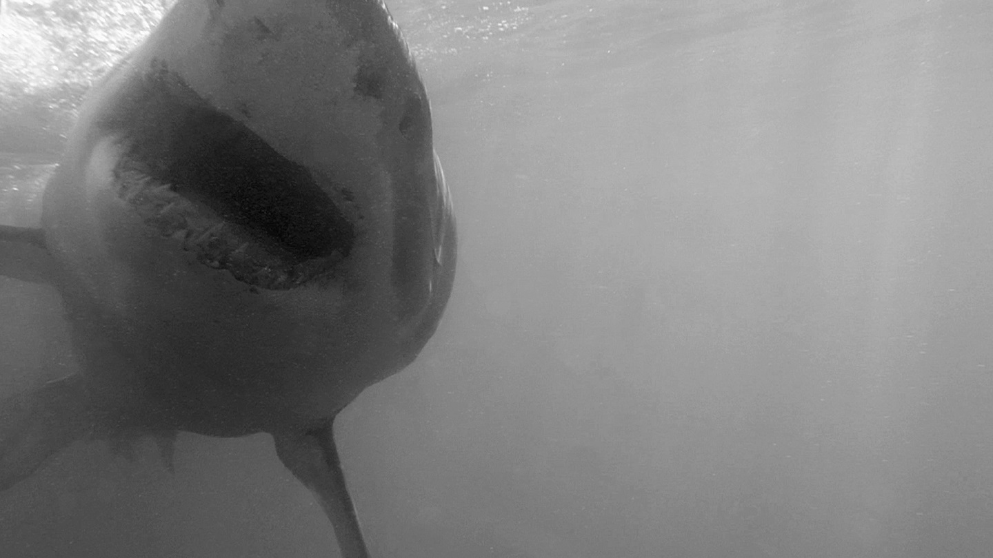 Weißer Hai - Great white shark (Carcharodon carcharias)b&w1.jpg