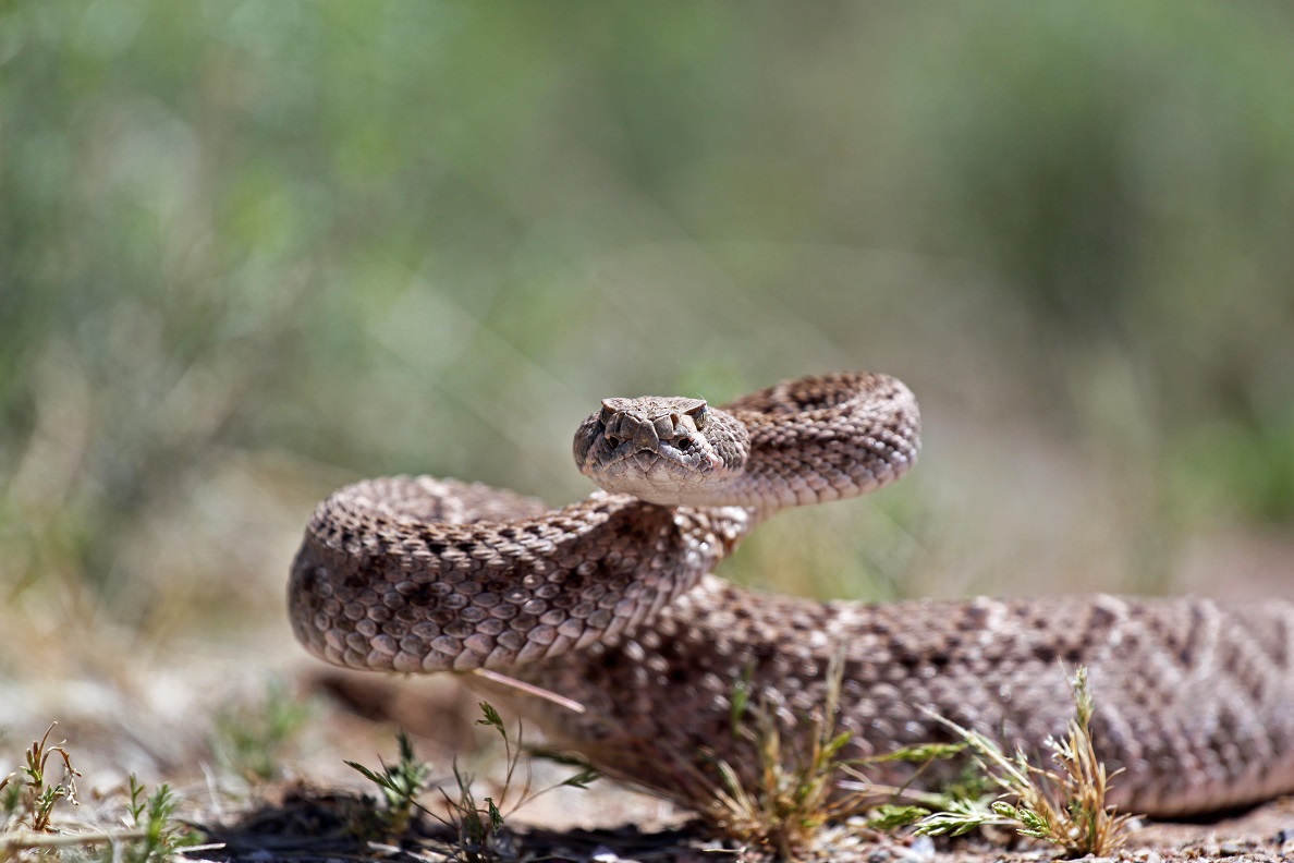 Westliche Diamant-Klapperschlange (Crotalus atrox).jpg