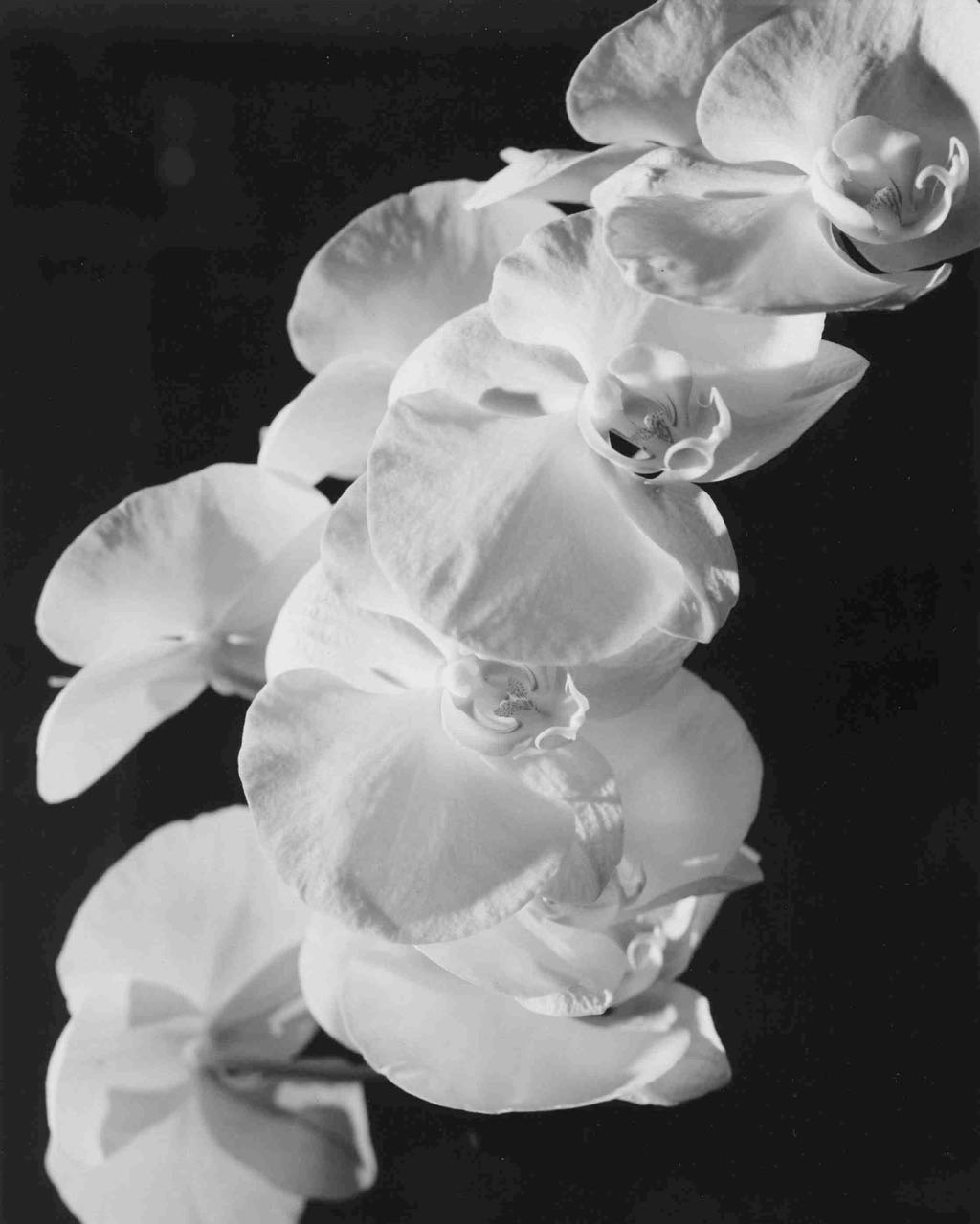 William_Robert_Thompson-Orchid.jpeg
