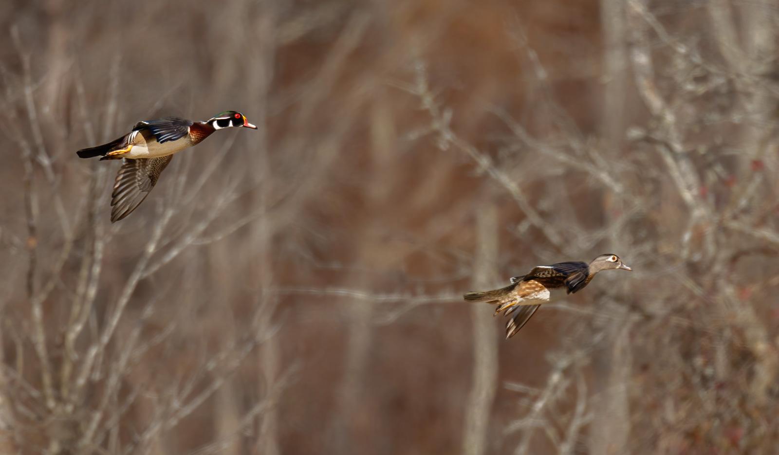 Woodie pair.jpg