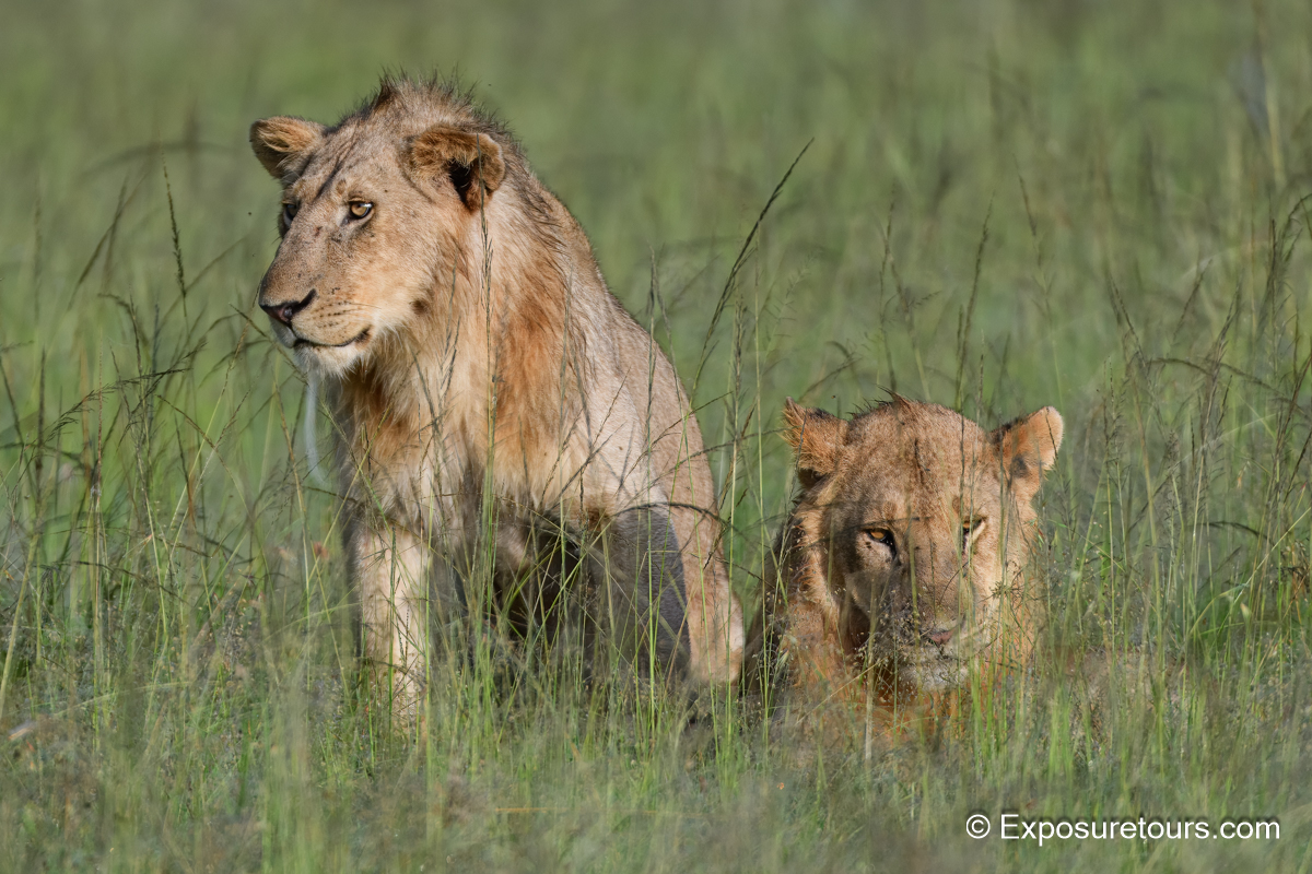 young male lions photo safari _DSC0688.JPG