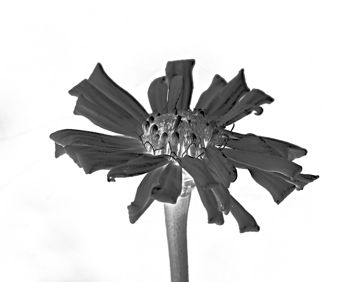 zin single 4 pt and cyan-2 copy.jpg