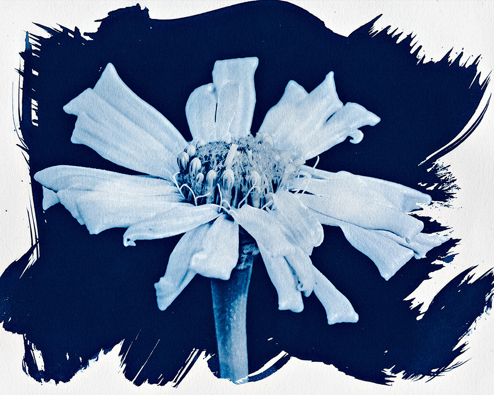 zinnia copy.jpg