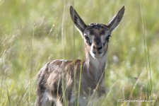 baby gazelle_et.jpg