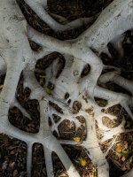 IMG_6065.jpeg
