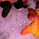 IMG_2831.jpeg