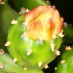 IMG_6306.jpeg