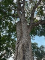 IMG_8366.jpeg