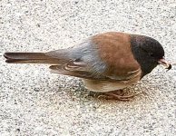 IMG_8531.jpeg