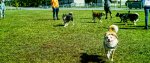 Sammy_Dog_Park_3_SDI0851 SMALL.jpg