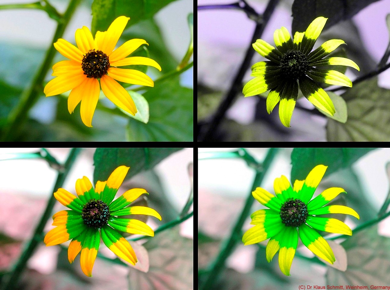 171033631.GF3XNrzW.Rudbeckiaf_4032_c.jpg