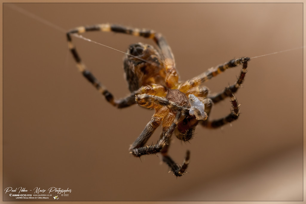 arachnid_feed_b_4k-XL.jpg