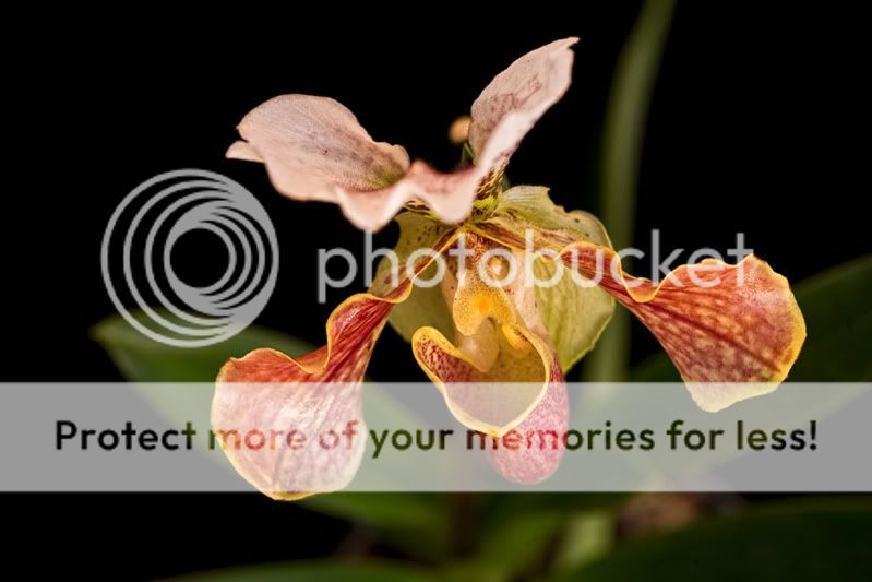 top-down-portrait-of-paphiopedilum-.jpg