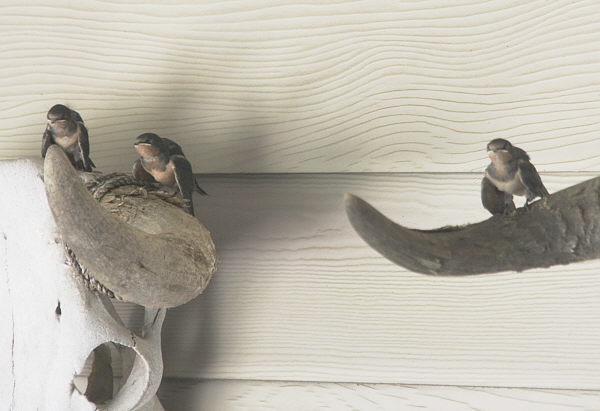 Barn_Swallows_F17596B.jpg