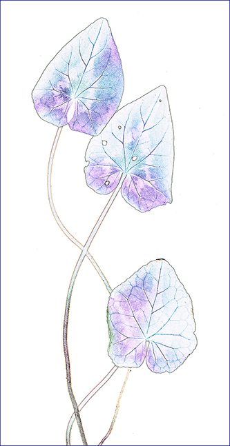Cyclamen-Color-copy-3.jpg