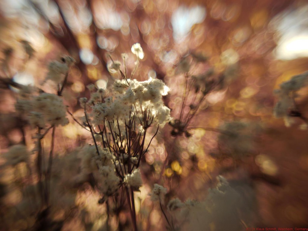 10990139953_f6157c5d18_b.jpg