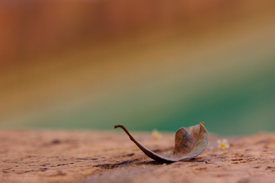 Ceremonious_Traveller_by_philosomatographer.jpg
