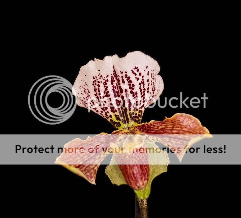 close-up-paphiopedilum.jpg