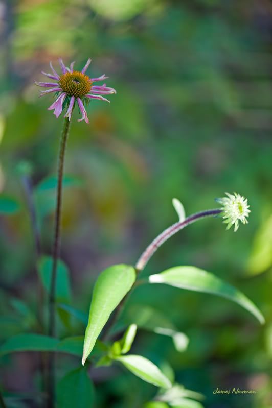 _DSC3625crop.jpg