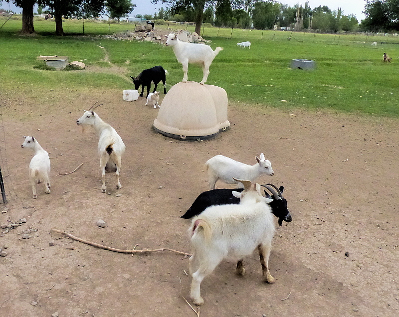 Goats_P04201-01-C1-S800.jpg