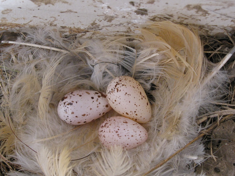Barn_Swallows_Ft0007R.jpg