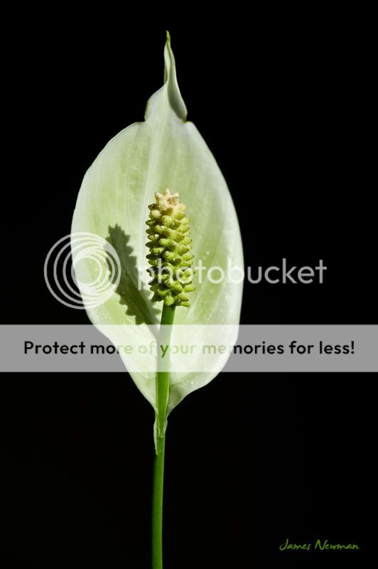 0627_flowers_4556.jpg