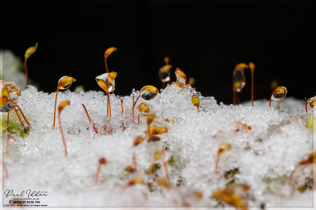 icyheads_4k_1800-XL.jpg
