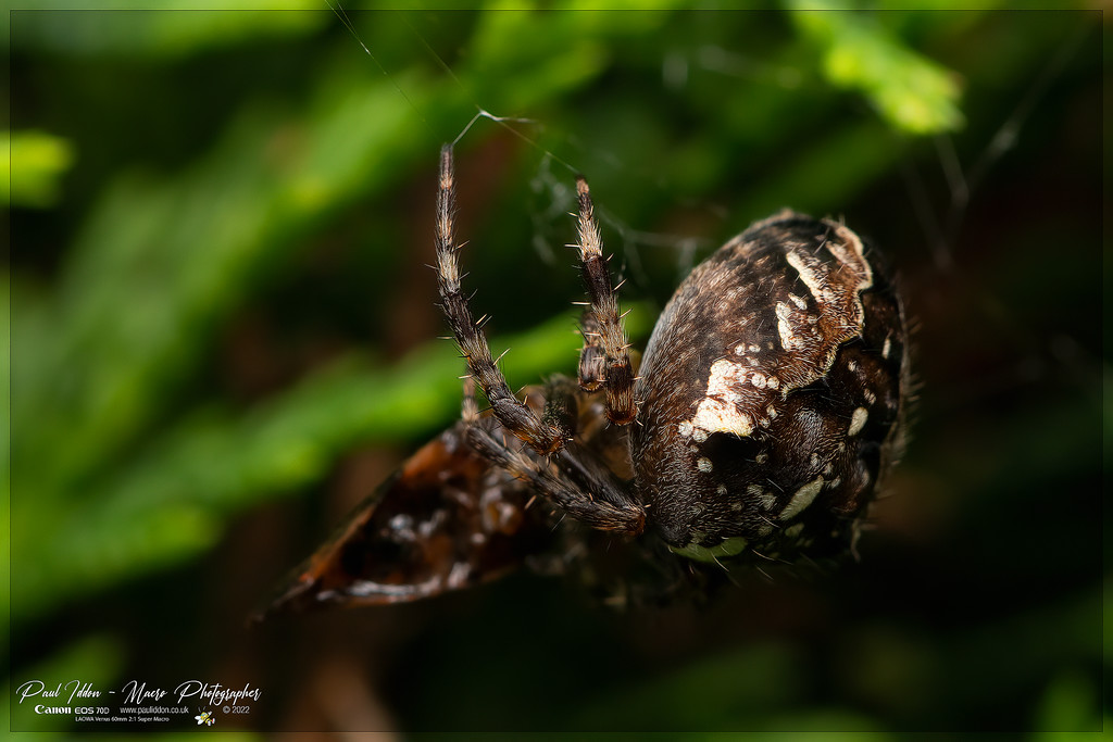 cross_spider_back_b_4k_1800-XL.jpg