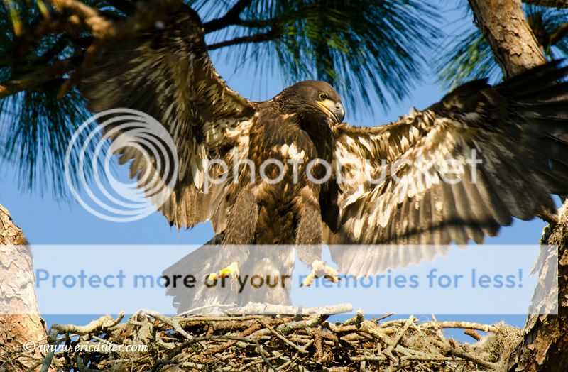 ECD_9949copy.jpg