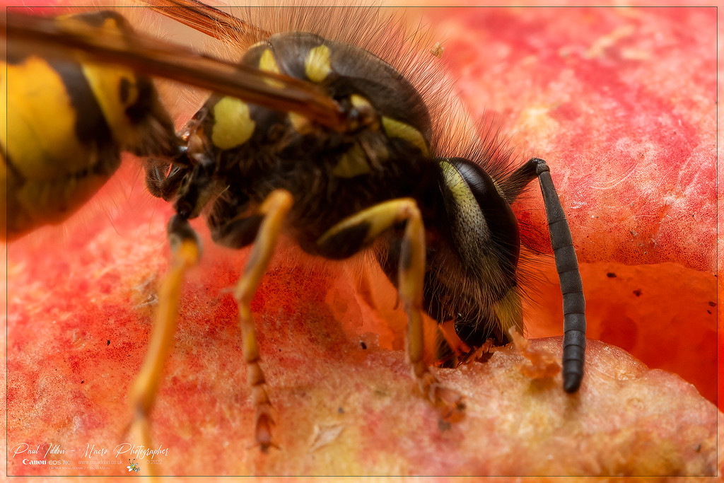 latest_wasp_b_4k_1800-XL.jpg
