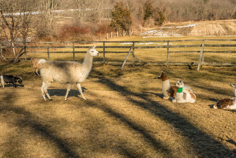 untitled-4142-L.jpg