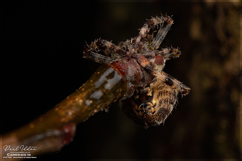 cross_spider_1a_4k-XL.jpg