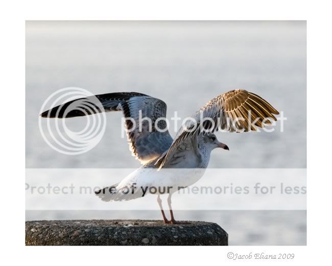 smallbird22.jpg