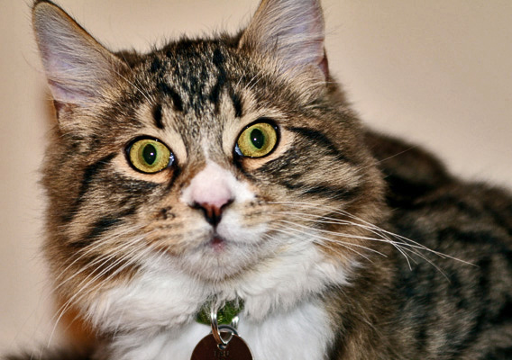 cat_sharp.jpg