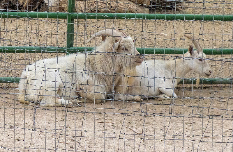 Goats_P04199-01-S800.jpg