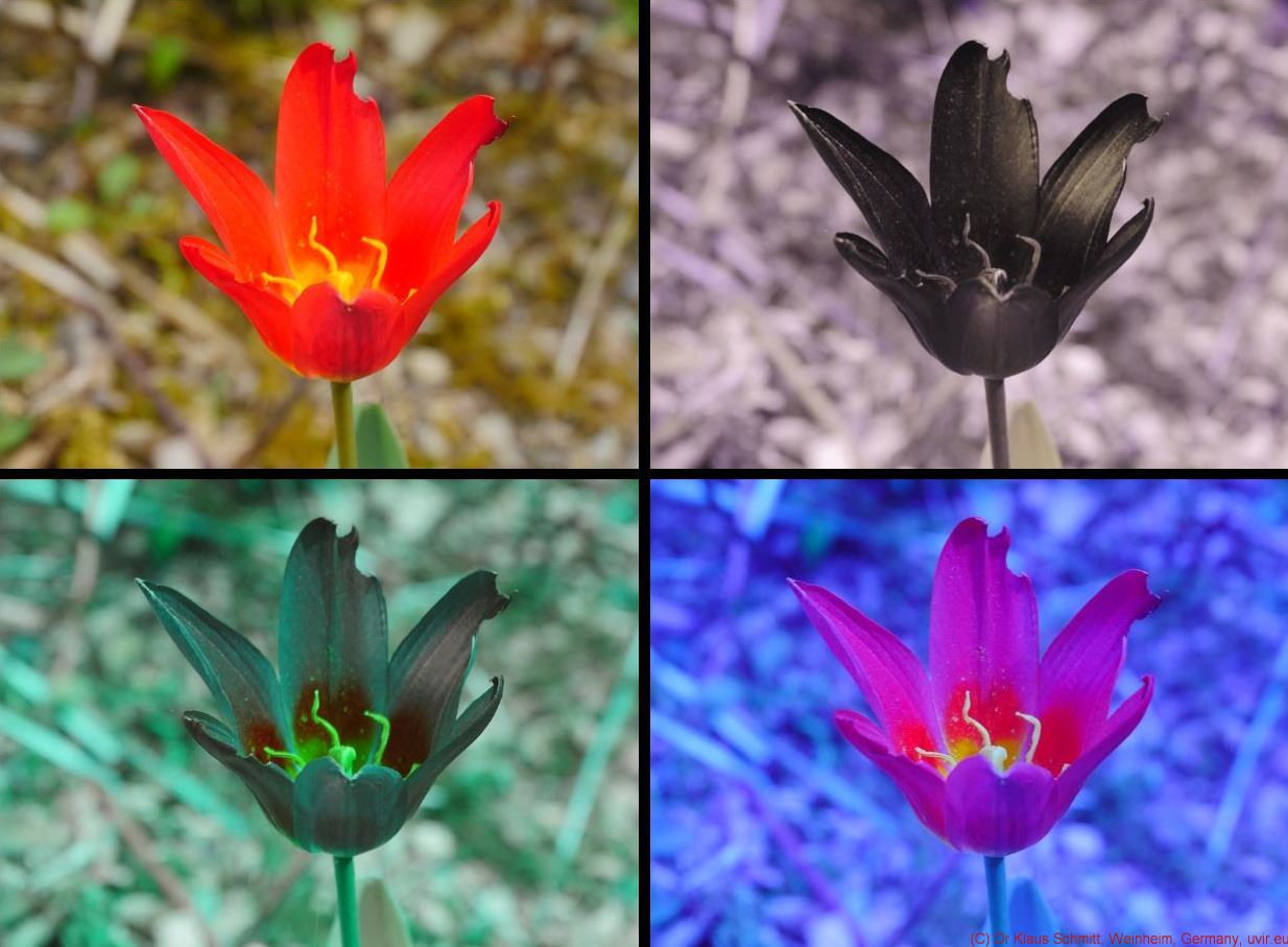 167289172.ebVo09mI.Tulipa2018VISUVBVBU2a_c.jpg