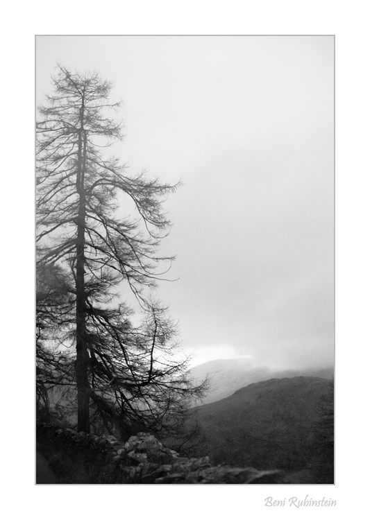 ldtree.jpg