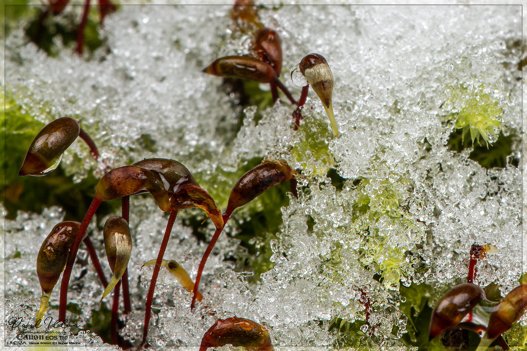 icyheads4_4k_1800-XL.jpg